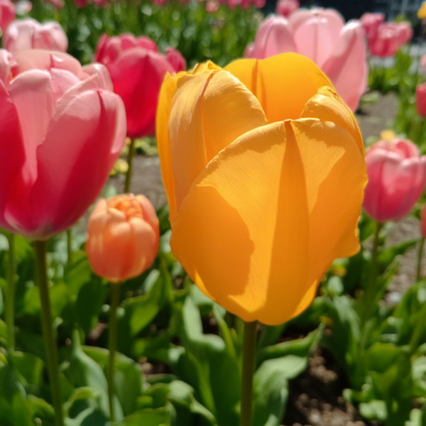 Flowers - V1