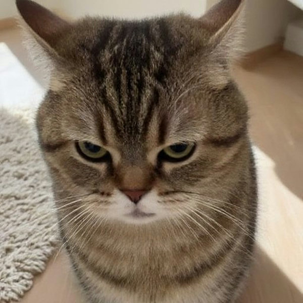 WD-Stubborn Cat - A Stubborn Soul - v1.0