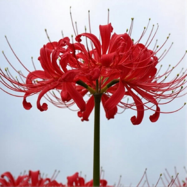 Lycoris - v1.0