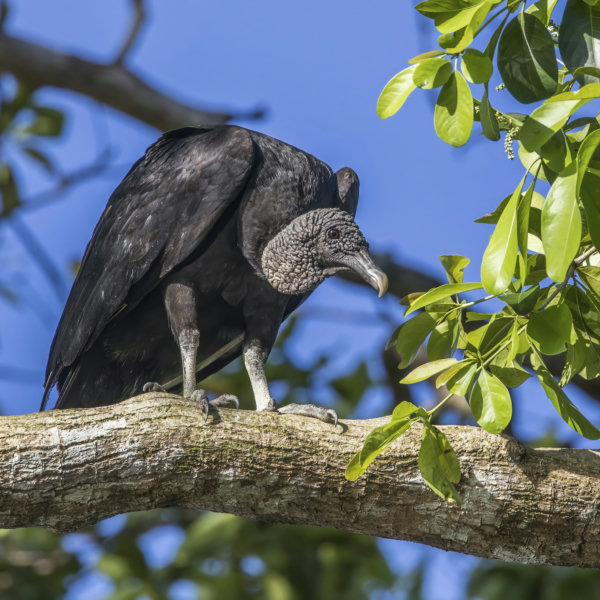 Black Vulture - V1