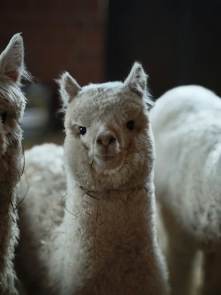 Alpacas - V1